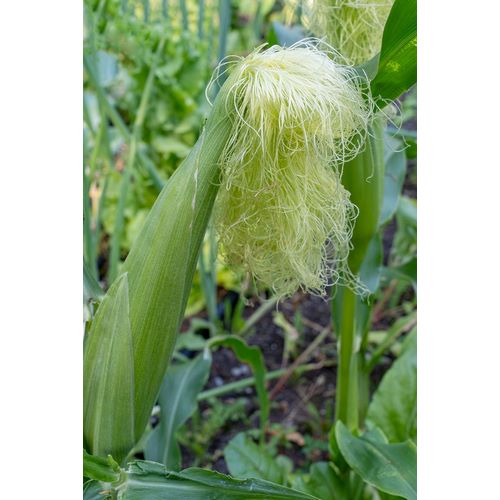 Horton, Janet 아티스트의 Issaquah-Washington State-USA Corn growing with a tassel작품입니다.